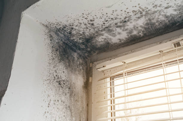 Affordable Basement Mold Removal solutions in Stevensville, MI