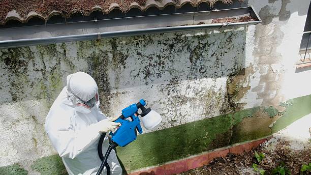 Trusted Mold Inspection service in Stevensville, MI - Cheap Mold Removal